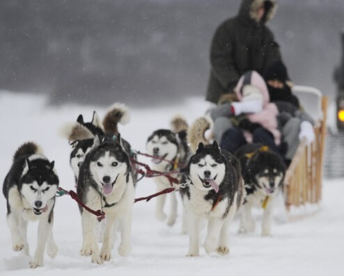 huskies